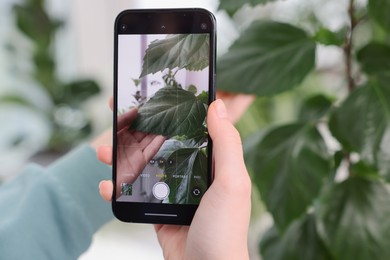 Photo of Woman using houseplant recognition application on smartphone indoors, closeup