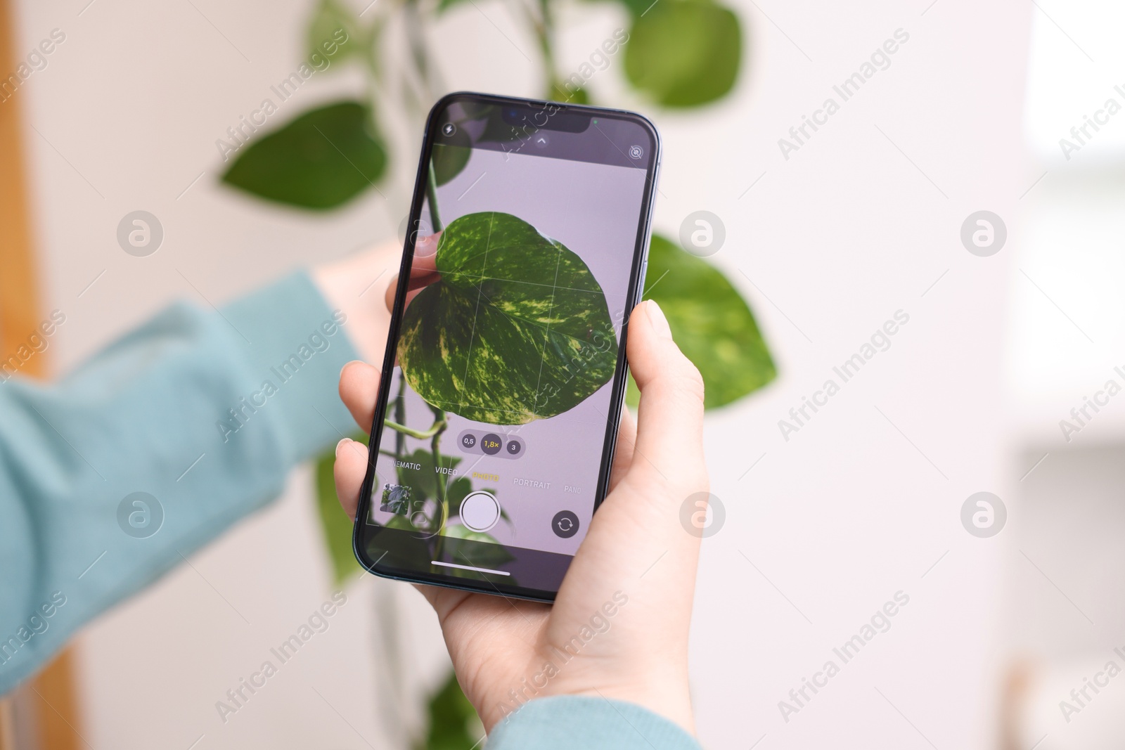 Photo of Woman using houseplant recognition application on smartphone indoors, closeup