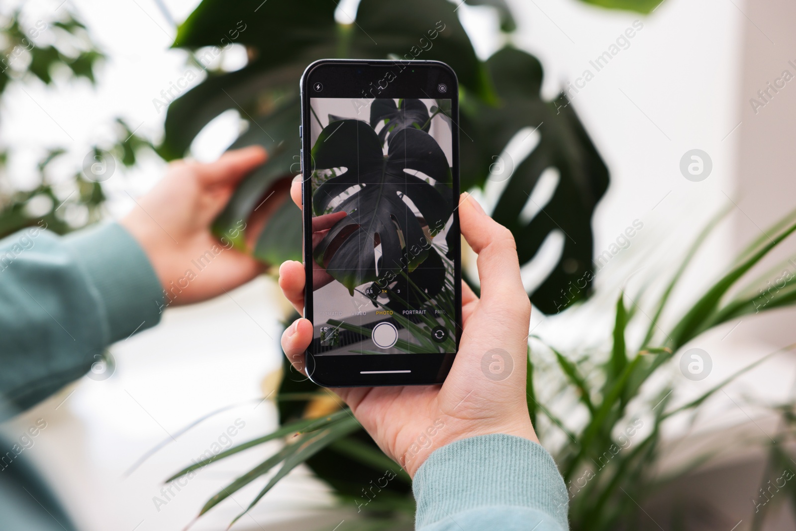 Photo of Woman using houseplant recognition application on smartphone indoors, closeup