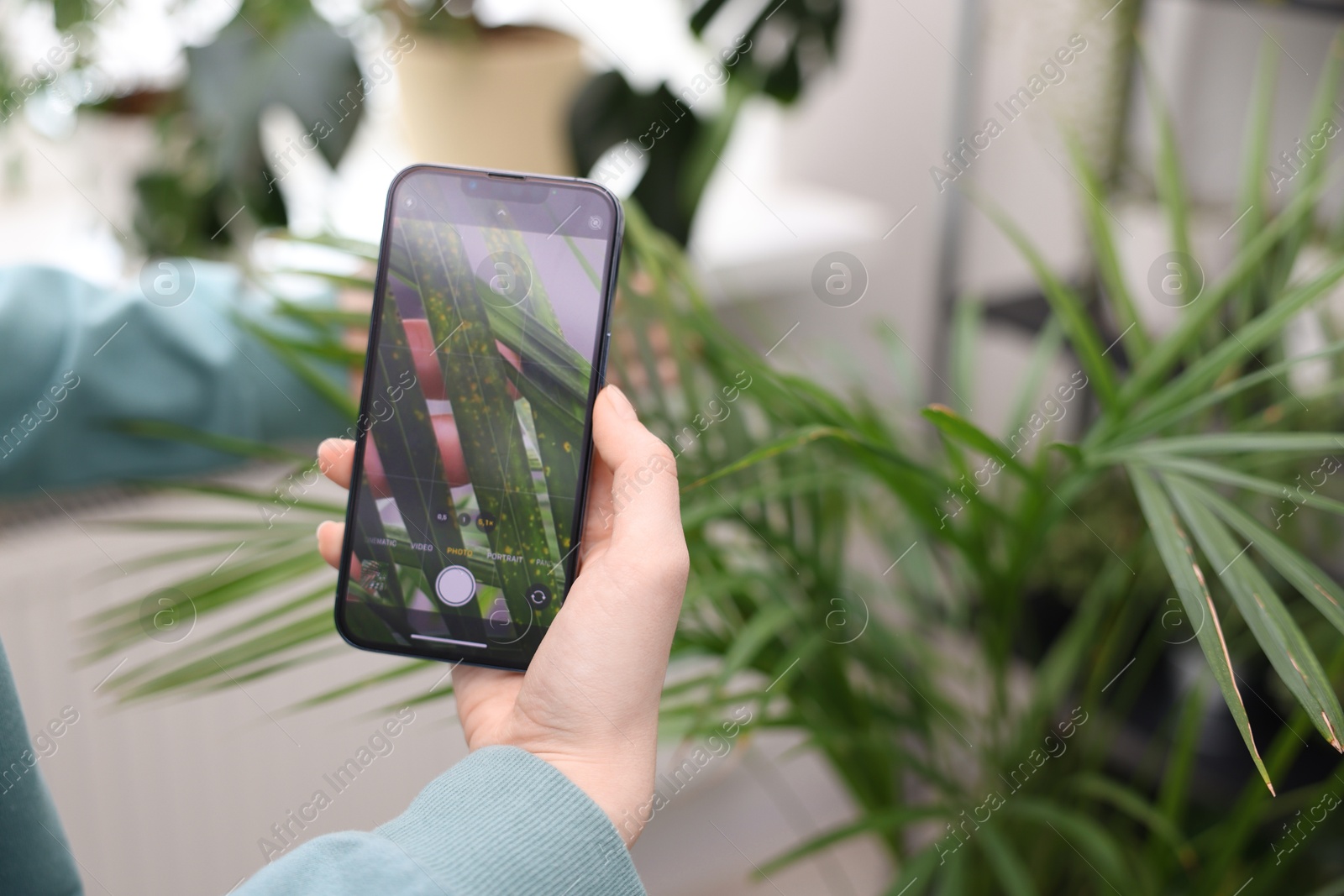 Photo of Woman scanning houseplant with smartphone to identify disease indoors, closeup