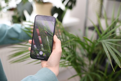 Woman scanning houseplant with smartphone to identify disease indoors, closeup