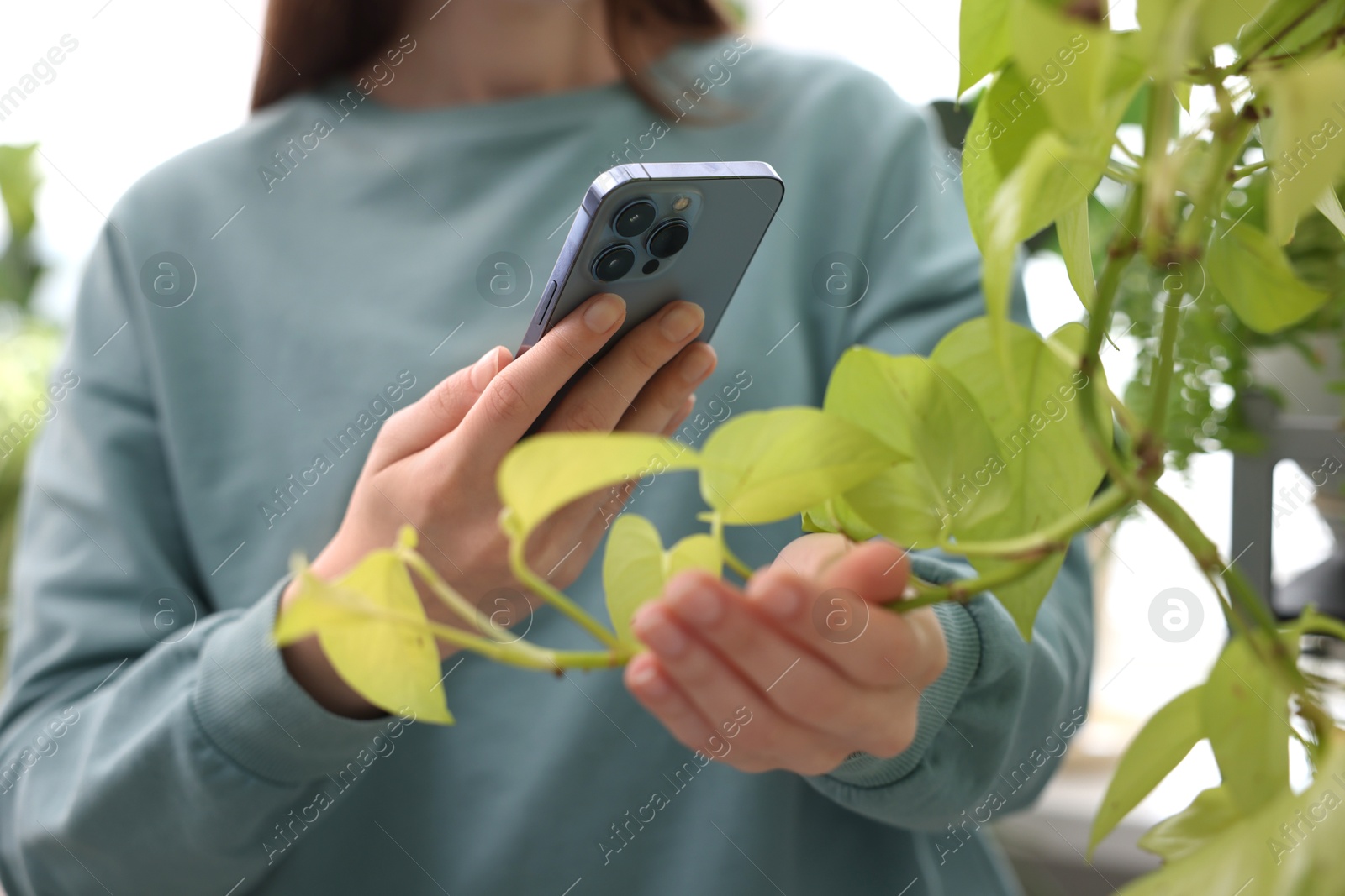 Photo of Woman using houseplant recognition application on smartphone indoors, closeup