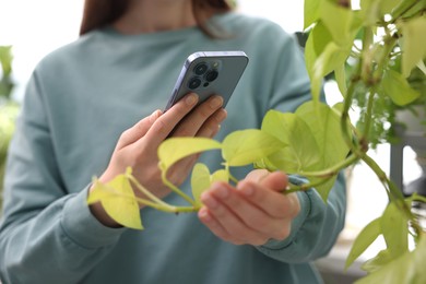 Woman using houseplant recognition application on smartphone indoors, closeup