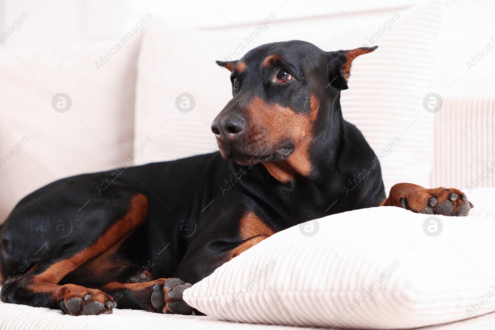 Adorable Doberman resting on sofa at home Photo of Adorable Doberman resting on sofa at home