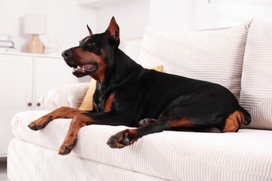 Photo of Adorable Doberman resting on sofa at home