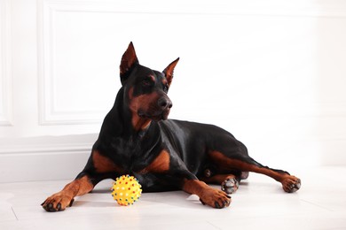 Photo of Adorable Doberman with toy on floor at home
