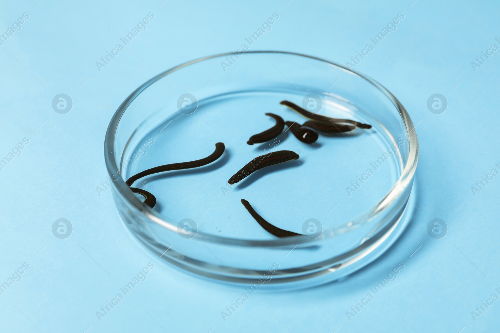 Photo of Medicinal leeches in Petri dish on light blue background, closeup