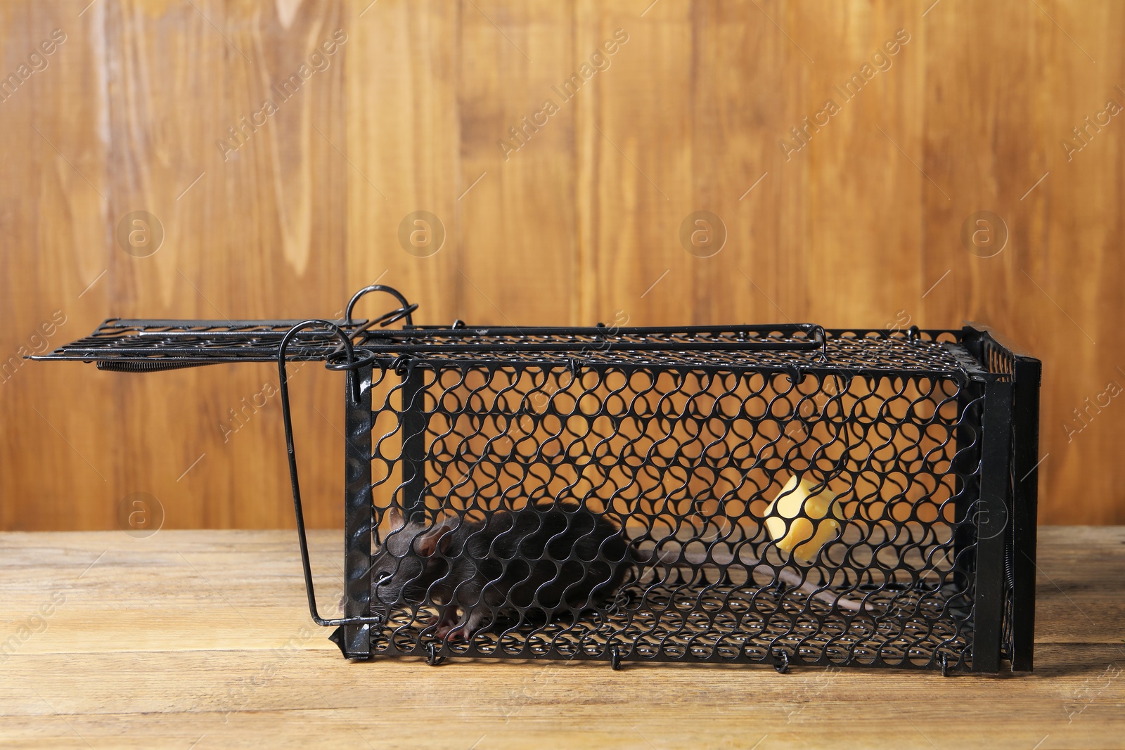 Photo of Rat in metal mouse trap on wooden table