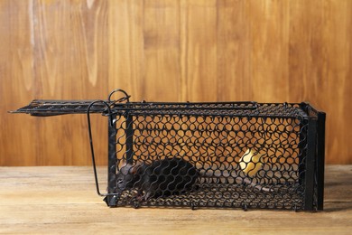 Rat in metal mouse trap on wooden table