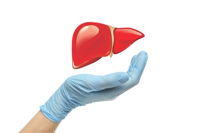 Doctor holding illustration of liver on white background, closeup