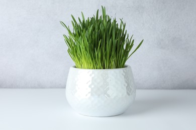 Wheat grass in pot on white table