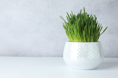 Photo of Wheat grass in pot on white table. Space for text