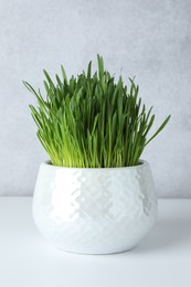 Photo of Wheat grass in pot on white table