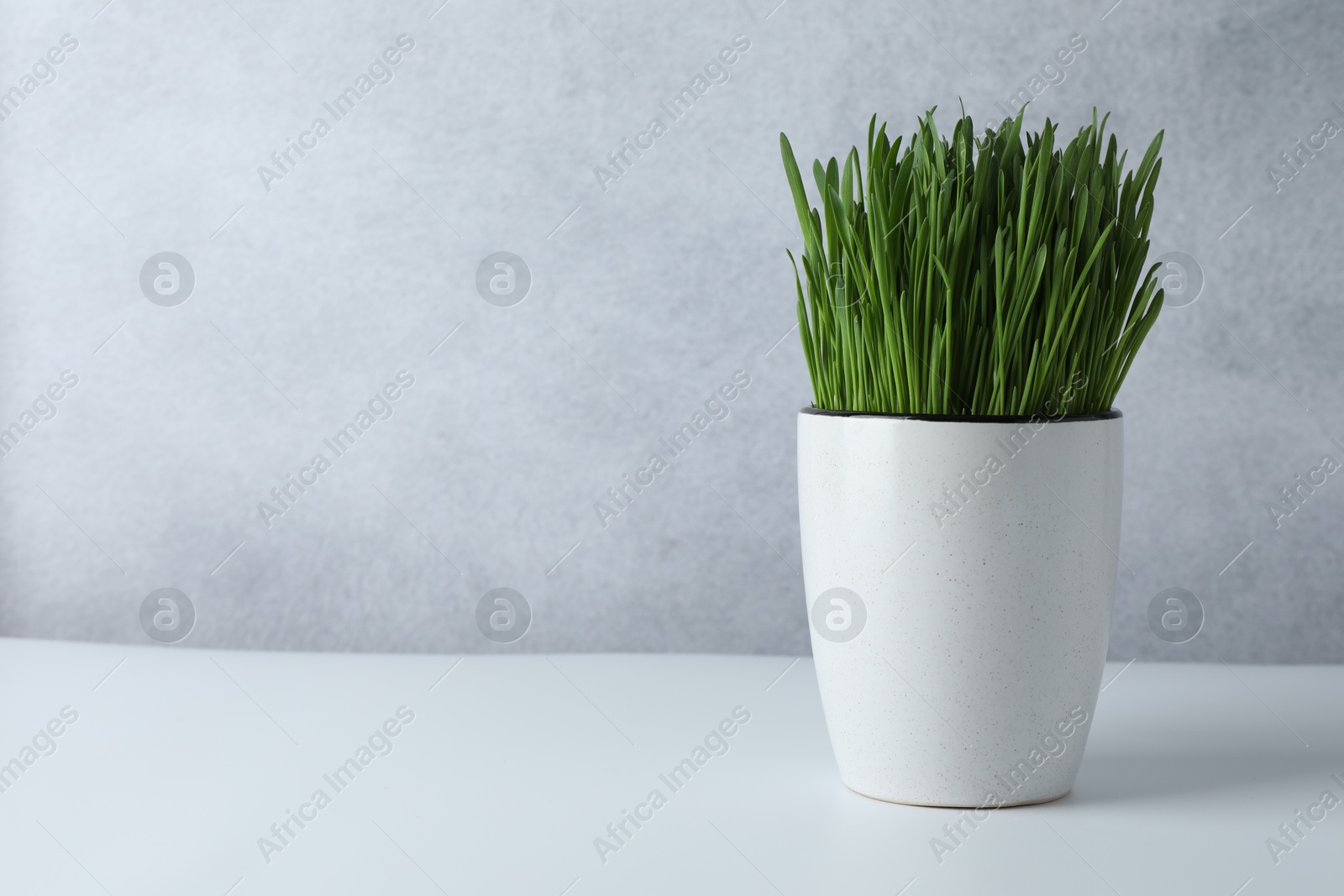 Photo of Wheat grass in pot on white table. Space for text