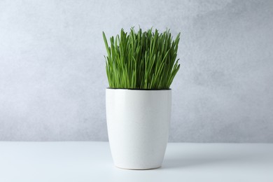 Wheat grass in pot on white table