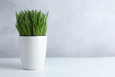 Photo of Wheat grass in pot on white table. Space for text