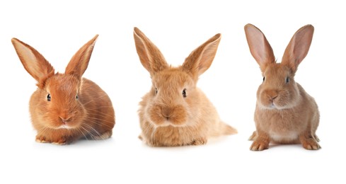 Image of Cute fluffy rabbits isolated on white, set