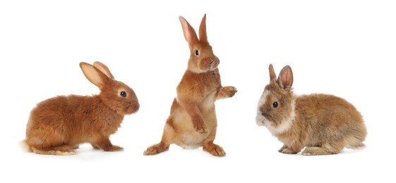 Image of Cute fluffy rabbits isolated on white, set