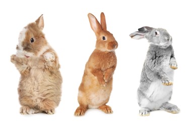 Image of Cute fluffy rabbits isolated on white, set