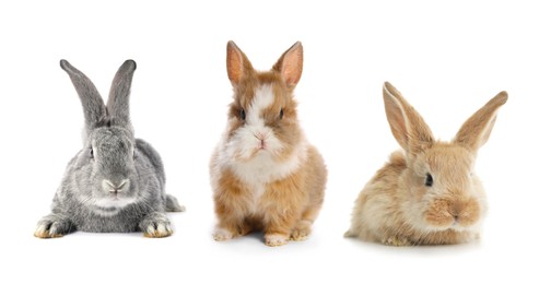 Image of Cute fluffy rabbits isolated on white, set