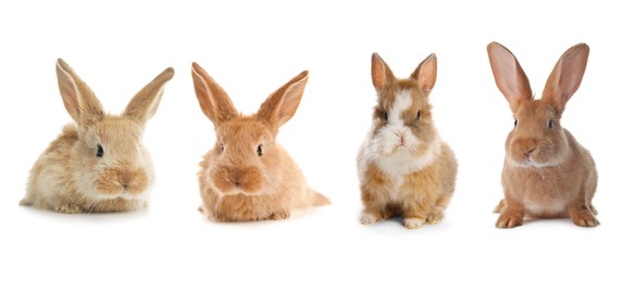 Image of Cute fluffy rabbits isolated on white, set