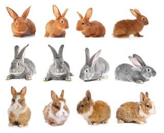 Image of Cute fluffy rabbits isolated on white, set