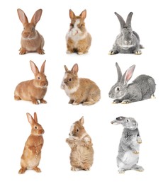 Image of Cute fluffy rabbits isolated on white, set