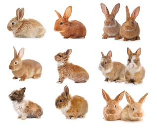 Image of Cute fluffy rabbits isolated on white, set