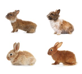 Image of Cute fluffy rabbits isolated on white, set