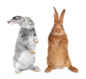 Image of Cute fluffy grey and brown rabbits isolated on white