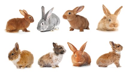 Image of Cute fluffy rabbits isolated on white, set