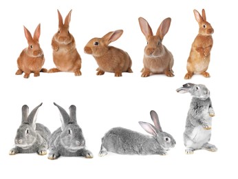 Image of Cute fluffy rabbits isolated on white, set