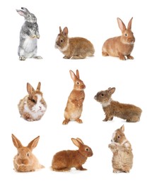 Image of Cute fluffy rabbits isolated on white, set