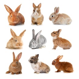 Image of Cute fluffy rabbits isolated on white, set