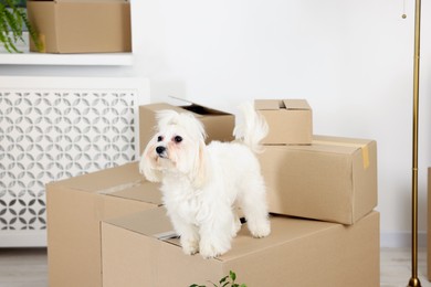 Photo of Moving day. Cute dog and many cardboard boxes indoors