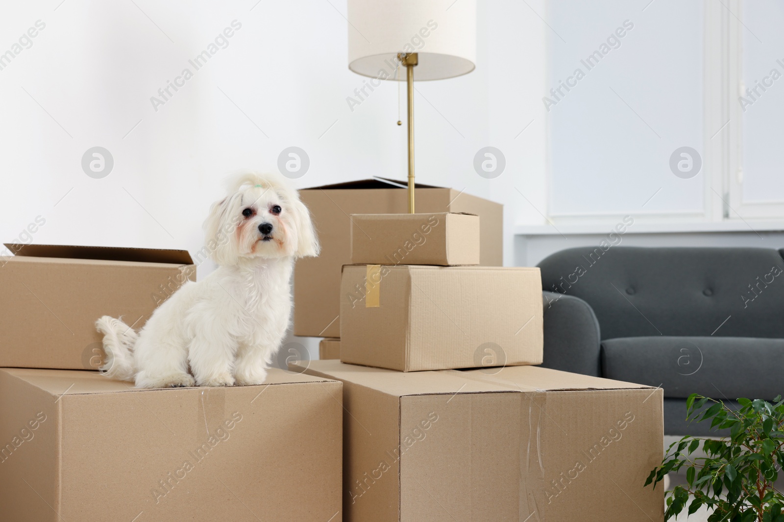 Photo of Moving day. Cute dog, houseplant and many cardboard boxes indoors