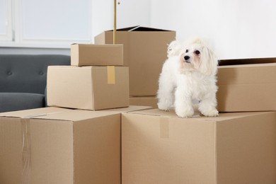 Photo of Moving day. Cute dog and many cardboard boxes indoors