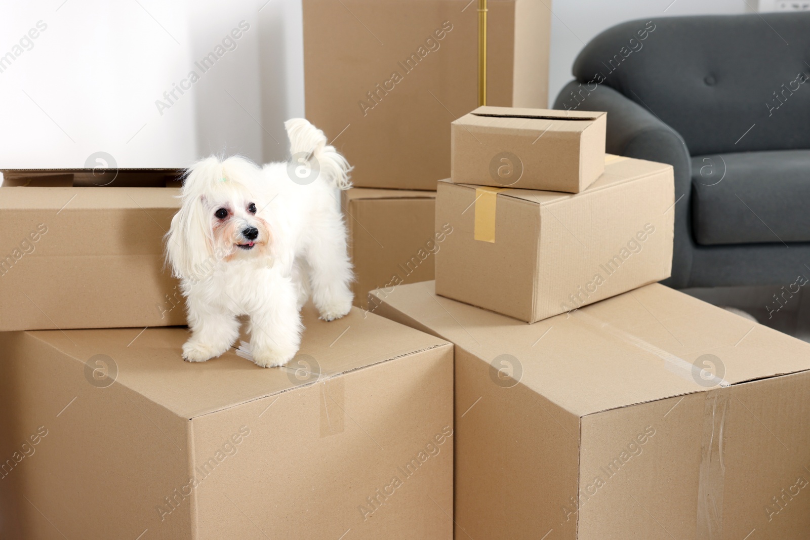 Photo of Moving day. Cute dog and many cardboard boxes indoors