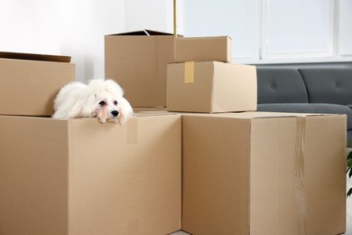 Photo of Moving day. Cute dog and many cardboard boxes indoors