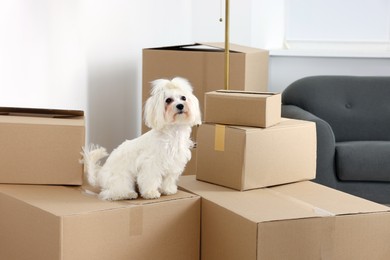 Photo of Moving day. Cute dog and many cardboard boxes indoors