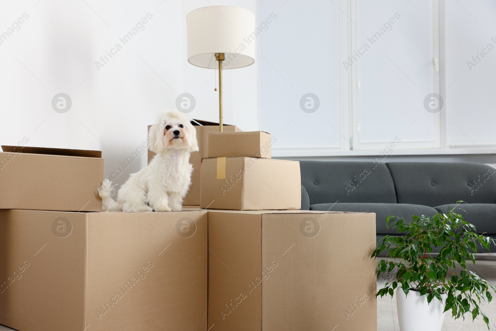 Photo of Moving day. Cute dog, houseplant and many cardboard boxes indoors