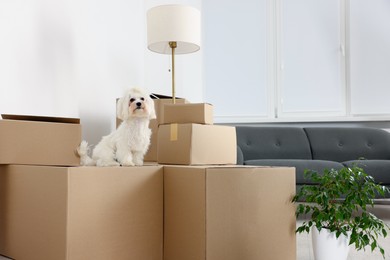 Moving day. Cute dog, houseplant and many cardboard boxes indoors