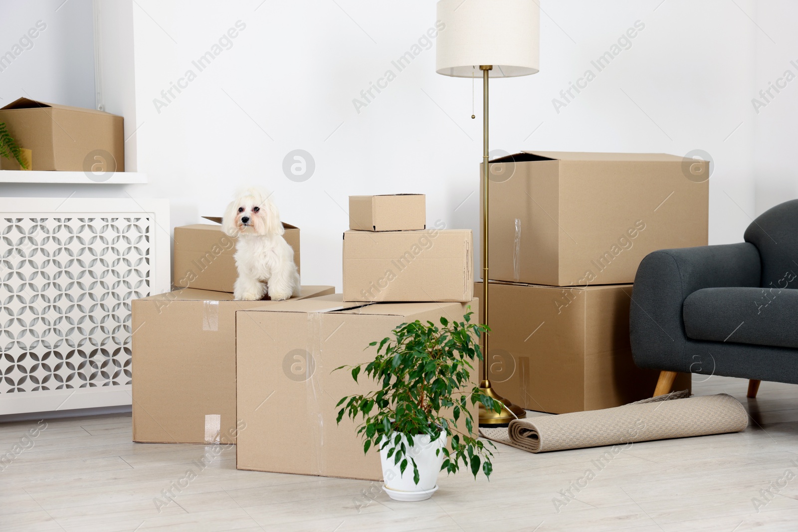 Photo of Moving day. Cute dog, houseplant and many cardboard boxes indoors