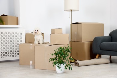 Photo of Moving day. Cute dog, houseplant and many cardboard boxes indoors