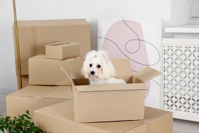 Photo of Moving day. Cute dog and many cardboard boxes indoors