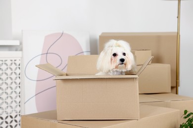 Photo of Moving day. Cute dog and many cardboard boxes indoors