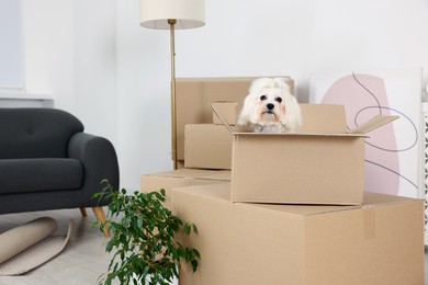 Photo of Moving day. Cute dog, houseplant and many cardboard boxes indoors