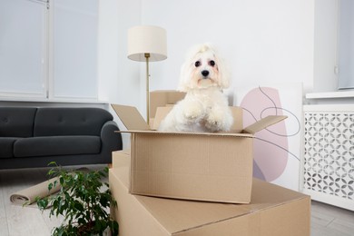 Photo of Moving day. Cute dog, houseplant and many cardboard boxes indoors