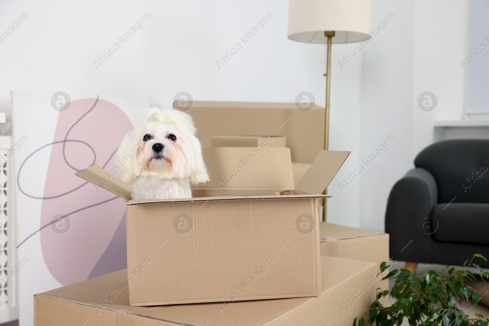 Photo of Moving day. Cute dog, houseplant and many cardboard boxes indoors