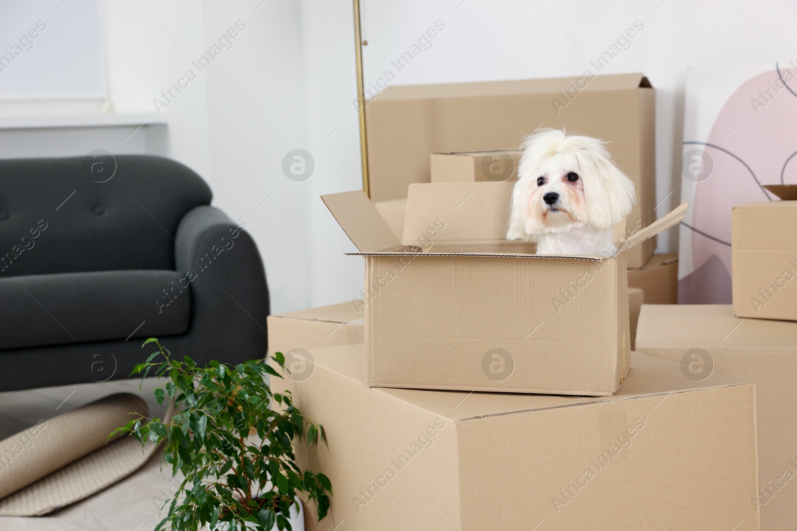 Photo of Moving day. Cute dog, houseplant and many cardboard boxes indoors